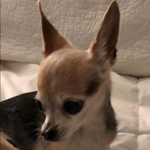 Meet your Posher, Ami